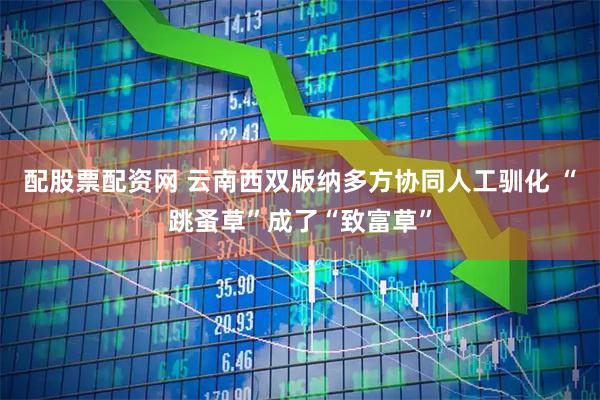 配股票配资网 云南西双版纳多方协同人工驯化 “跳蚤草”成了“致富草”